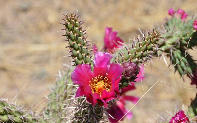 Walkingstick Cactus has attractive multicolored flowers including red, rose, red-purple, bronze-purple, pink, yellow, greenish yellow or whitish. Cylindropuntia spinosior Walkingstick Cactus has attractive multicolored flowers including red, rose, red-purple, bronze-purple, pink, yellow, greenish yellow or whitish. Cylindropuntia spinosior